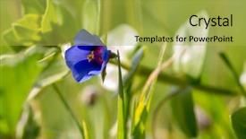  Presentation with greece blue - Beautiful PPT theme featuring blue form of the scarlet backdrop and a yellow colored foreground