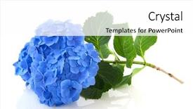  Presentation with white hydrangea - Presentation consisting of blue french hydrangea with leaves background and a white colored foreground