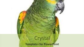  Presentation with blue water splash isolated - PPT layouts having blue-fronted-parrot-amazona-aestiva background and a yellow colored foreground