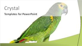  Presentation with parrot - Presentation theme consisting of blue-fronted-parrot-amazona-aestiva background and a white colored foreground