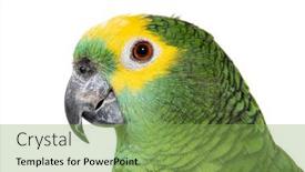  Presentation with parrot - Slide deck having blue-fronted-parrot-amazona-aestiva background and a seafoam green colored foreground