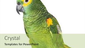  Presentation with blue water splash isolated - Slides enhanced with blue-fronted-parrot-amazona-aestiva background and a yellow colored foreground