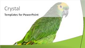  Presentation with parrot - Presentation with blue-fronted-parrot-amazona-aestiva background and a white colored foreground