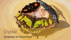  Presentation with banner blue - Presentation theme having blue-frosted-banner-butterfly-catonephele background and a gold colored foreground