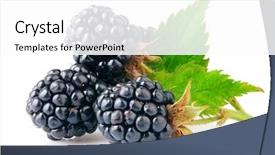  Presentation with blackberry - Amazing PPT layouts having blue fruits - fresh berry blackberry with green backdrop and a white colored foreground