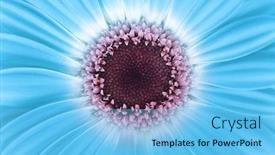  Presentation with blue flower - PPT theme with blue-gerbera-flower-closeup-nature background and a light blue colored foreground