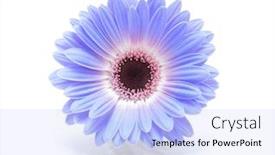  Presentation with blue flower - Slides enhanced with blue-gerbera-flower-on-white background and a light blue colored foreground