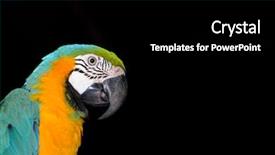  Presentation with colorful - Slides with blue gold - colorful macaw isolated background and a black colored foreground