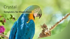  Presentation with blue gold - Presentation consisting of blue-gold-macaw background and a mint green colored foreground