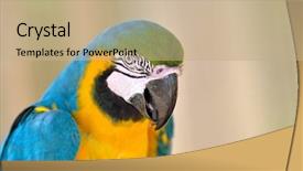  Presentation with blue gold - Slides enhanced with blue-gold macaw background and a coral colored foreground