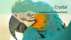  Presentation with blue gold - Cool new slides with blue-gold-macaw backdrop and a arctic colored foreground