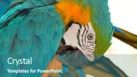  Presentation with blue gold - Slide deck with blue-gold macaw background and a ocean colored foreground