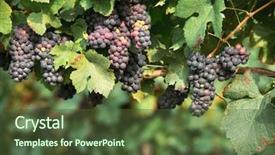  Presentation with grape vine - Audience pleasing PPT theme consisting of blue grape branchs closeup vineyard backdrop and a tawny brown colored foreground