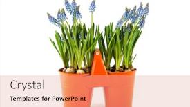  Presentation with flower pots - Amazing presentation theme having blue grape hyacinths in flower pots backdrop and a coral colored foreground