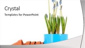  Presentation with grape - Slide set featuring blue grape hyacinths in pot for the garden isolated over white background background and a white colored foreground