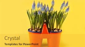  Presentation with grape - Colorful presentation theme enhanced with blue grape hyacinths on yellow background backdrop and a yellow colored foreground