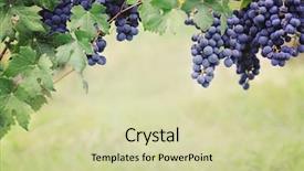  Presentation with dark blue gray - Presentation theme enhanced with blue grape in harvesting time background and a soft green colored foreground