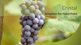  Presentation with grape - Presentation having blue-grape-in-the-organic background and a yellow colored foreground