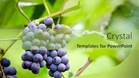  Presentation with grape - Slide set enhanced with blue-grape-in-the-organic background and a yellow colored foreground