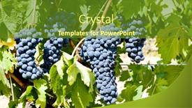  Presentation with grape - PPT layouts featuring blue-grape-la-rioja-spain background and a tawny brown colored foreground