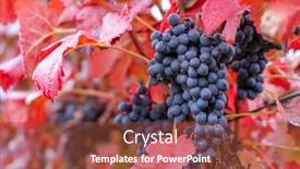  Presentation with autumn blue - Slide deck enhanced with blue-grapes-alibernet-in-autumn background and a tawny brown colored foreground