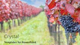  Presentation with autumn blue - Slide set featuring blue-grapes-alibernet-in-autumn background and a soft green colored foreground