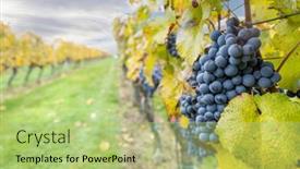  Presentation with autumn blue - Colorful slide set enhanced with blue-grapes-cabernet-moravia backdrop and a mint green colored foreground