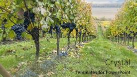  Presentation with cabernet - Slide set consisting of blue-grapes-cabernet-moravia background and a yellow colored foreground