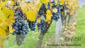  Presentation with cabernet - PPT layouts consisting of blue-grapes-cabernet-moravia background and a mint green colored foreground