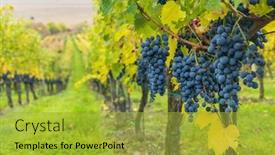  Presentation with cabernet - PPT theme enhanced with blue-grapes-cabernet-sauvignon background and a gold colored foreground