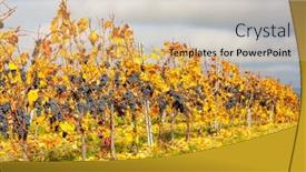  Presentation with blue - Presentation theme with blue-grapes-variety-zweigeltrebe-lower background and a coral colored foreground