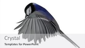 Presentation with flight - Presentation theme featuring blue-great-tit-in-flight background and a  colored foreground