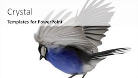 Presentation with flight - Presentation having blue-great-tit-in-flight background and a white colored foreground
