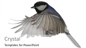  Presentation with flight - PPT layouts having blue-great-tit-in-flight background and a white colored foreground