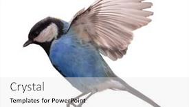  Presentation with flight - Slide deck consisting of blue-great-tit-in-flight background and a white colored foreground