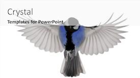  Presentation with flight - Slide deck with blue-great-tit-in-flight background and a white colored foreground