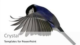  Presentation with flight - Presentation theme with blue-great-tit-in-flight background and a white colored foreground