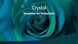  Presentation with blue rose - Presentation having blue gree rose background background and a  colored foreground