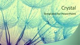  Presentation with blue drops - PPT theme having blue green - abstract macro photo of dandelion background and a soft green colored foreground
