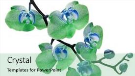  Presentation with orchid - Colorful slide deck enhanced with blue green - colorful orchid isolated on white backdrop and a seafoam green colored foreground