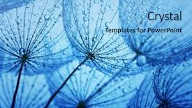  Presentation with blue drops - Cool new PPT theme with blue green - dandelion flower with water drops backdrop and a light blue colored foreground