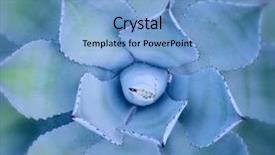  Presentation with succulent - Cool new PPT theme with blue green - macro of succulent plant backdrop and a light blue colored foreground