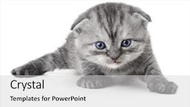  Presentation with british - PPT layouts having blue grey - small british kitten the age background and a light gray colored foreground