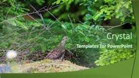  Presentation with displaying - Slide deck consisting of blue-grouse-displaying-colors-during background and a forest green colored foreground