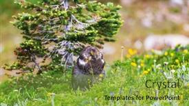  Presentation with displaying - Beautiful theme featuring blue-grouse-displaying-colors-during backdrop and a yellow colored foreground