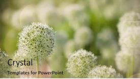  Presentation with black and white shapes - Cool new slide deck with blue hd - beautiful white allium circular globe backdrop and a mint green colored foreground