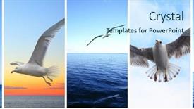  Presentation with birds flying - Amazing PPT theme having blue hd - birds - flying seagulls backdrop and a sky blue colored foreground