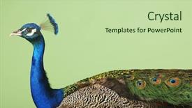  Presentation with honey bee closeup view - Slides enhanced with blue head - closeup side view background and a  colored foreground