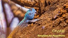  Presentation with agama - Slide deck featuring blue-head-agama-lizard-climbing background and a tawny brown colored foreground