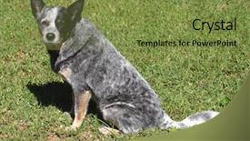  Presentation with blue - Colorful slide deck enhanced with australian cattle dog - blue heeler backdrop and a tawny brown colored foreground